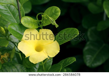 Bush Trumpet blooming (Allamanda neriifolia)