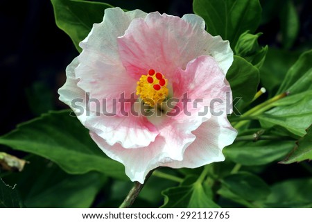 Bicolor white and pink Hibiscus blooming(Hibiscus rosa-sinensis)