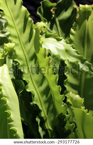 Curved Bird\'s-nest ferns\' leaves(Asplenium antiquum\'Osaka\')