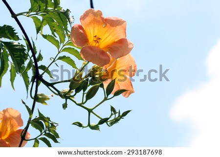 Chinese Trumpet creeper blooming with blue sky(Campsis grandiflora )