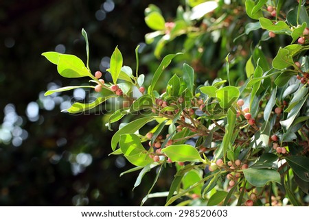 Chinese Banyan\'s fruits(Ficus microcarpa)