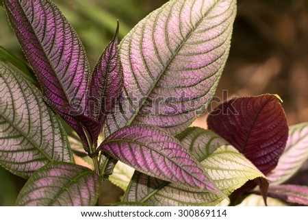 Persian Shield\'s purple leaves(Perilepta dyeriana)
