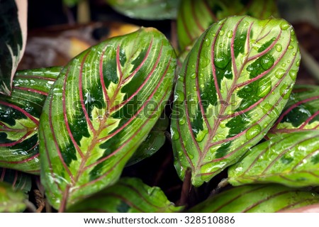 Prayer plant\'s colorful leaves with water drops(Maranta leuconeura var. erythroneura)