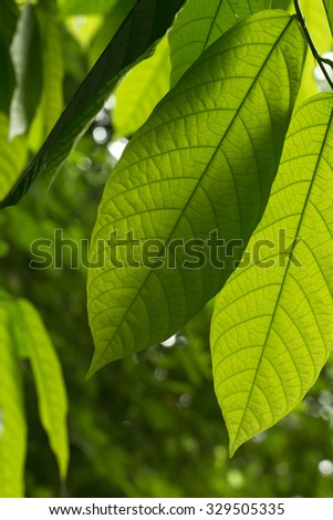 Cacao tree\'s long leaves (Theobroma cacao)