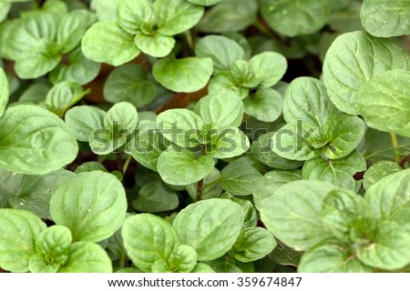 Orange Mint\'s fresh round leaves(Mentha citrata)