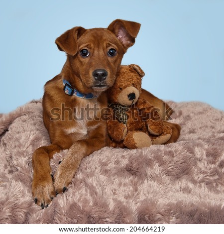 Sweet Brown Red Dog Relaxing with Teddy Bear Blue Background