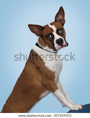 Gorgeous expressive Boxer Mix dog standing upright with feet on stool blue background