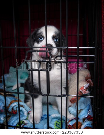 Shelter Puppy in Cage
