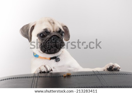 Pug puppy truing to get Biscuit