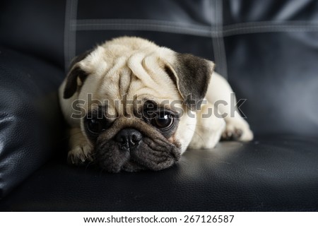 pug lying on the sofa looking at the camera