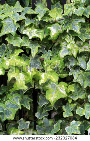 Ivy will moon around the wall in the vine. Green is the beautiful plant