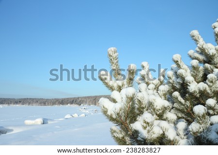 Snow-covered branches of a pine against a snow field and the blue sky in the winter