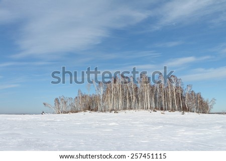 The birches standing on the snow-covered island in the winter against the blue sky