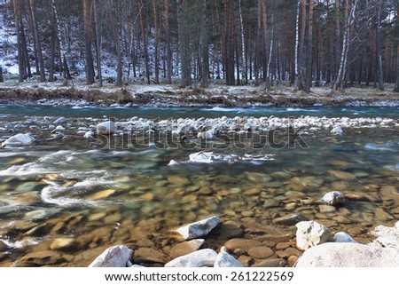 The pure transparent mountain Chemal river flowing along the coast with the growing pines and covered with snow. Altai