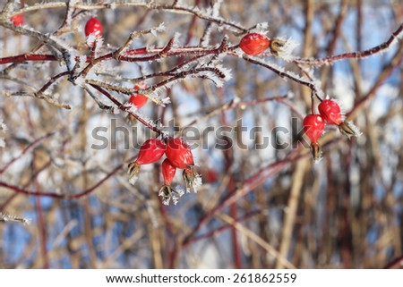 Red berries of a briar  in hoarfrost against trees in the winter in hoarfrost against trees in the winter