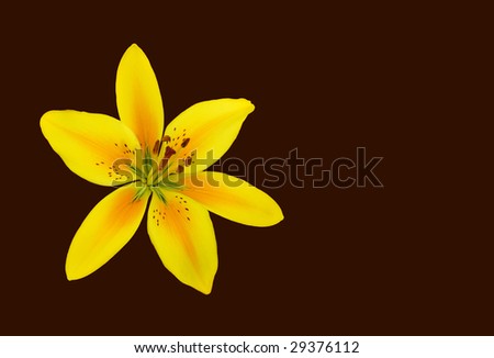 Yellow and orange lily isolated over brown background.