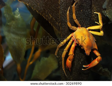 Brown and yellow crab on kelp under water.