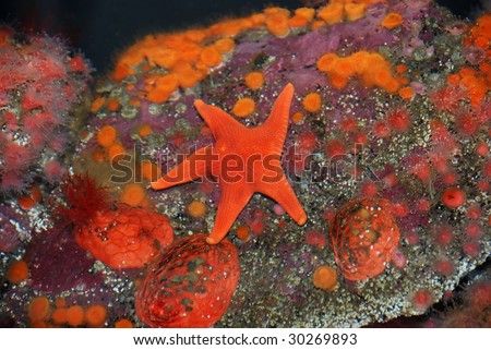 A red starfish among red and orange sea anemone.