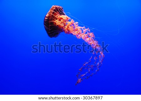  Jelly Fish on Sea Nettle Jellyfish   Chrysaora Fuscescens On Blue Background Stock