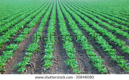 A cultivated field with rows of collard green disappearing in the distance, near Pescadero, California