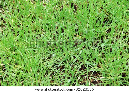 Green grass with dew drops with brown earth in the background.