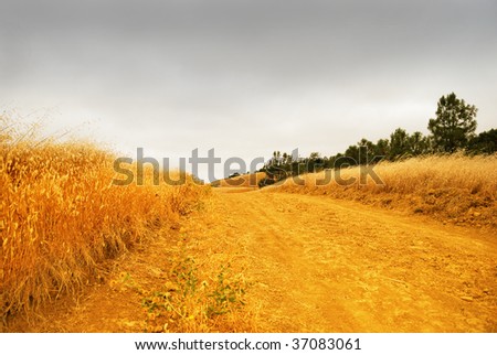 Rural road with dry grass on the sides dissappearing into the stormy sky.