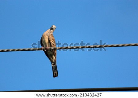 The dove (bird) isolated on blue sky