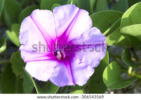 Beautiful single pink flower of goat\'s foot creeper or beach morning glory (ipomoea pes-caprae)