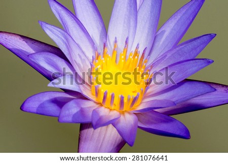 Close up for blue water lily with its yellow lily in the pond.