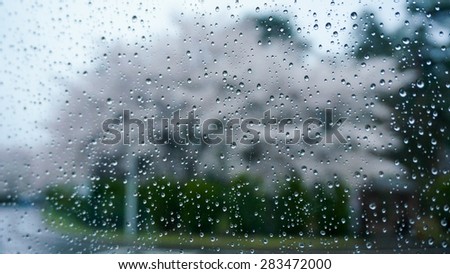 Clear glass window with water drop in rainy day. Outside is blurred background of the beautiful cherry blossom trees along the road.