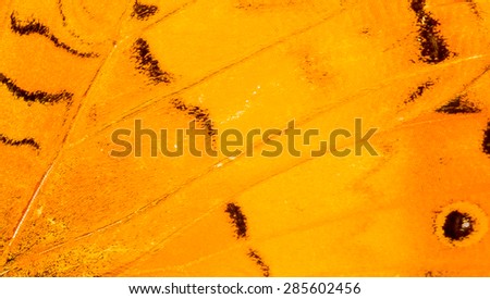 Lightly blurred background of  close up colorful wing of butterfly in black and orange.