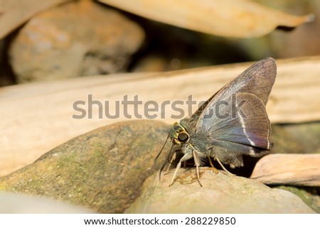 Close up of a kind of moth on the ground is covered with gravels and dry leaves.