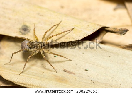 Close up of a kind of spider on the ground is covered with dry leaves