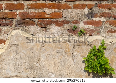 The old wall and weeds on it as background