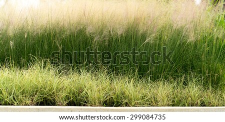 Grass plot in the garden
