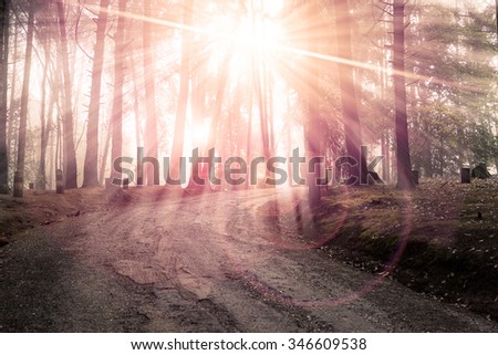 Landscape of the way in pine forest with beautiful sun rays and flare in the morning.