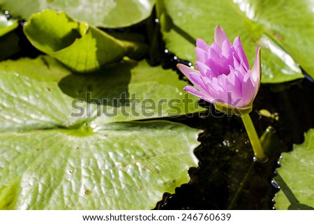 Pink lotus flower on the water
