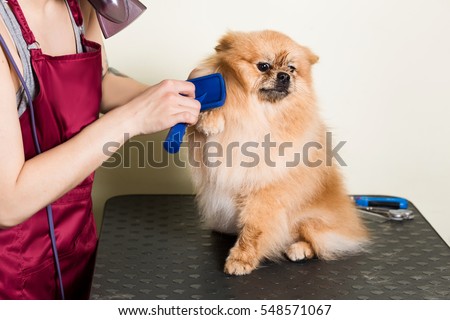 Cute dog pomeranian sits on the table while being brushed by a professional groomer woman.