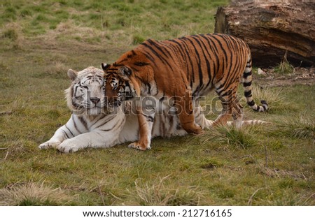 White Tiger and Tiger