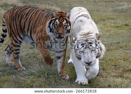 White Tiger and Tiger