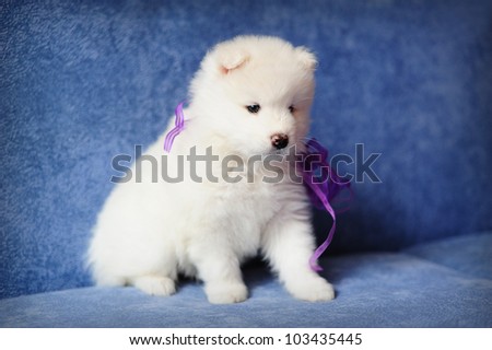 Fluffy white puppy of Samoyed dog (also known as Bjelkier) with a purple ribbon
