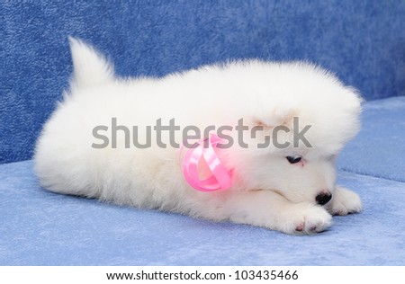 Cute Samoyed (or Bjelkier) puppy putting her head on her paws