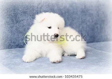 Fluffy white puppy of Samoyed dog (also known as Bjelkier)