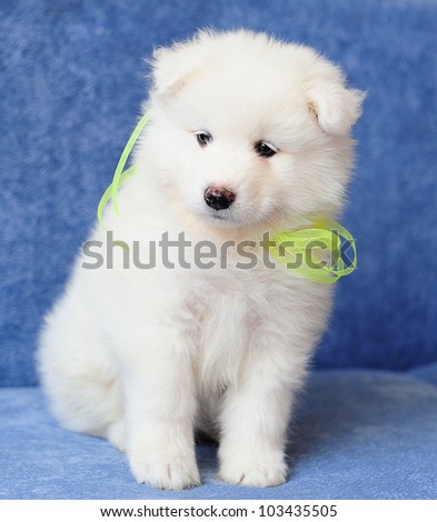 Funny puppy of Samoyed dog (or Bjelkier) with a bright lemon ribbon