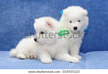 Fluffy white puppies of Samoyed dog (also known as Bjelkier)