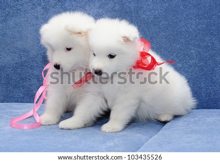 Two funny puppies of Samoyed dog (or Bjelkier) snuggling up to one another