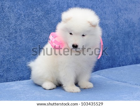 Cutest smiling Samoyed (or Bjelkier) puppy with a pink ribbon