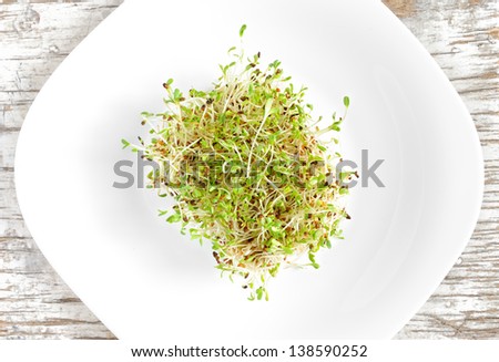 Sprouted seeds of alfalfa served on a white plate, top view