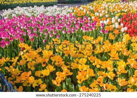 Field of mixed colors tulip flowers in bloom during spring season landscape