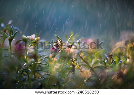 Rain falling on the wilted flowers